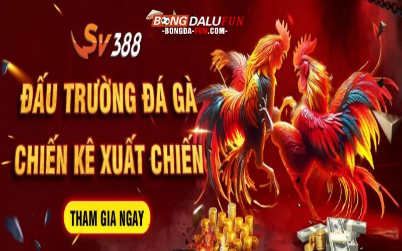 Trực Tiếp Đá Gà Tại SV388