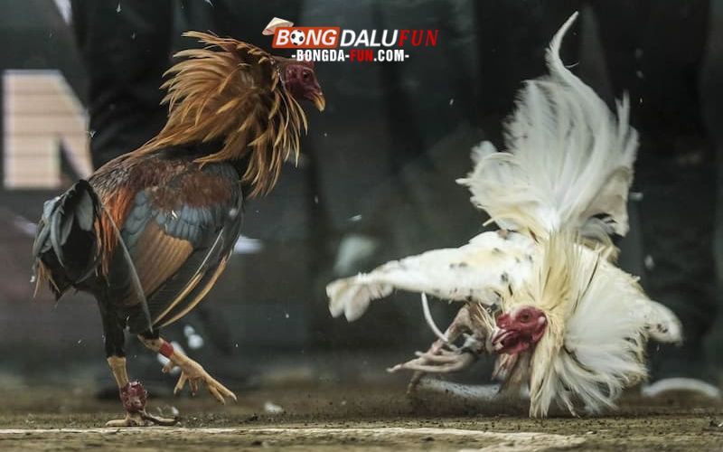 Tổng quan về Daga88
